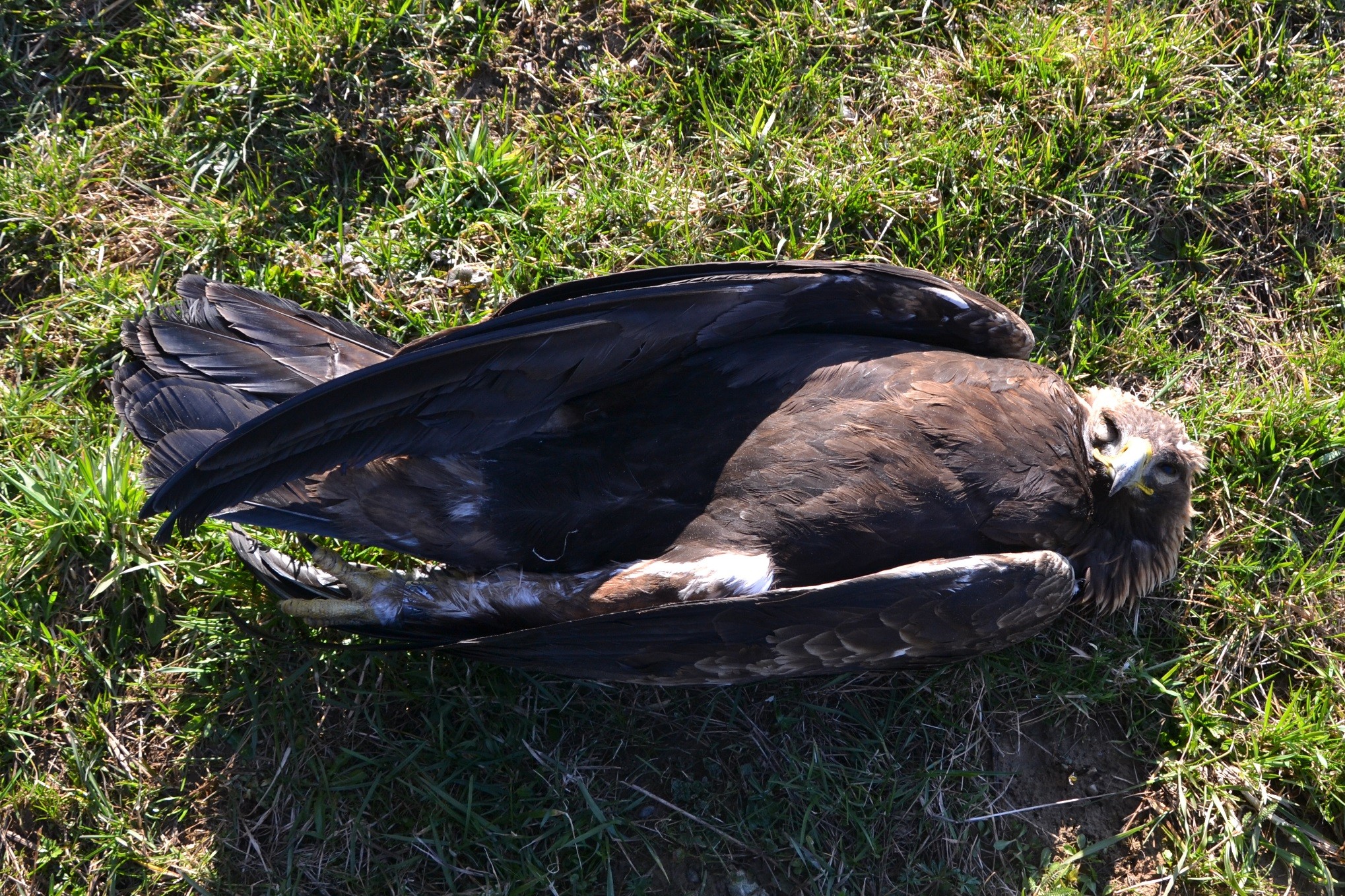 Martwa samica orła przedniego., odnaleziona 12 marca w okolicach Osieka Jasielskiego. Fot. © pracownicy MPN