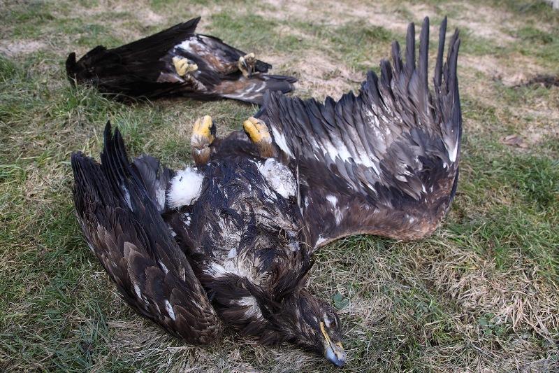 Martwe ptaki odnalezione w okolicach Kątów. Fot. Magurski PN / Damian Nowak